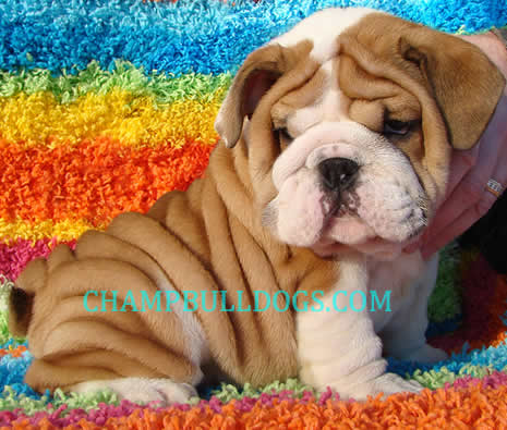 english bulldog puppies for sale